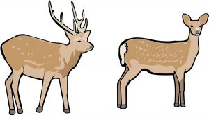 鹿のオスとメスの違い Deer Info 日本で唯一の鹿情報総合サイト