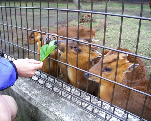 キョン 動物図鑑 キョンの特徴と生態 地球生き物大百科