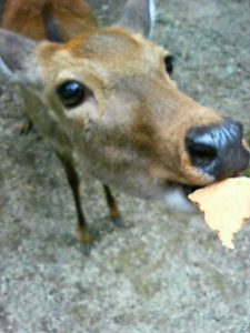 鹿の性格 | DEER INFO-日本で唯一の鹿情報総合サイト