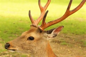 鹿の生態 Deer Info 日本で唯一の鹿情報総合サイト