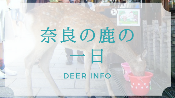 奈良の鹿の一日 Deer Info 日本で唯一の鹿情報総合サイト