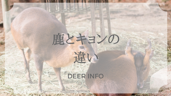 キョンと鹿の違い Deer Info 日本で唯一の鹿情報総合サイト