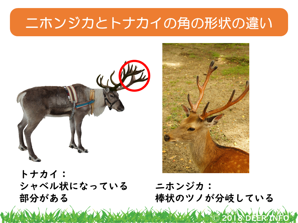 鹿とトナカイの違い Deer Info 日本で唯一の鹿情報総合サイト
