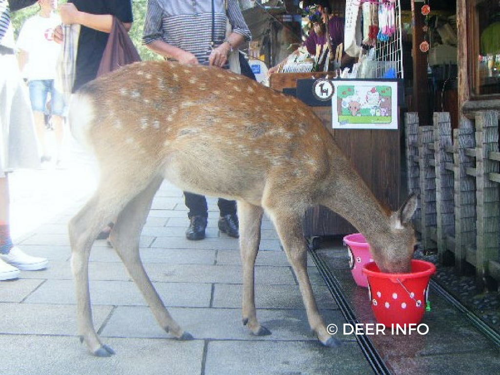 奈良公園では 夜は何時まで鹿を見ることができますか Deer Info 日本で唯一の鹿情報総合サイト