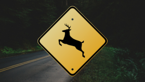 鹿との交通事故を防ぐ方法