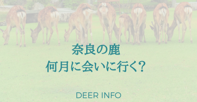 奈良の鹿何月に会いに行く？