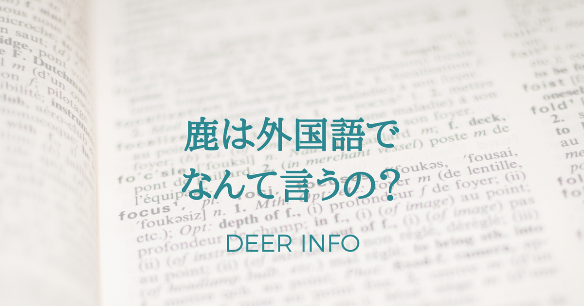 鹿は外国語でなんて言うの Deer Info 日本で唯一の鹿情報総合サイト