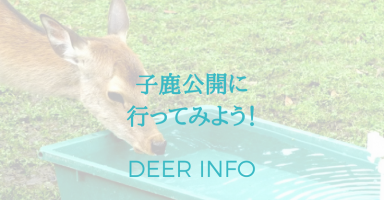 奈良の赤ちゃん鹿特別公開に行ってみよう