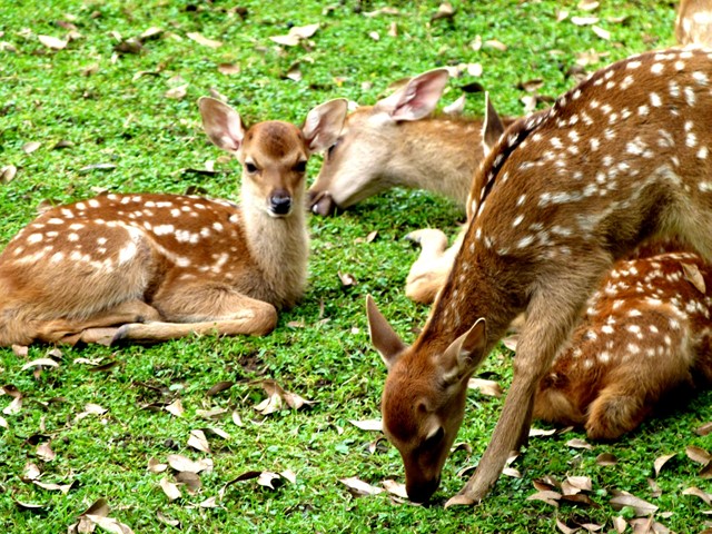 奈良公園・鹿苑での子鹿公開の様子