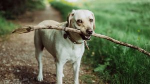 木の枝をくわえる犬