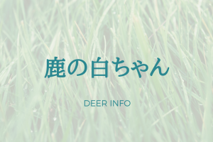 奈良公園に実在した悲劇のヒロイン、鹿の白ちゃん