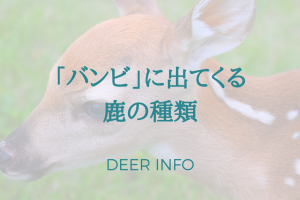 ディズニーアニメ「バンビ」に出てくる鹿の種類は？