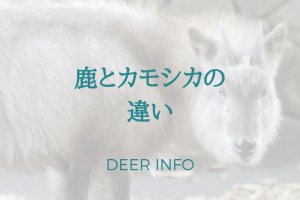 カモシカは鹿じゃない！カモシカと鹿の違いって何？