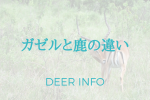 ガゼルと鹿の違い